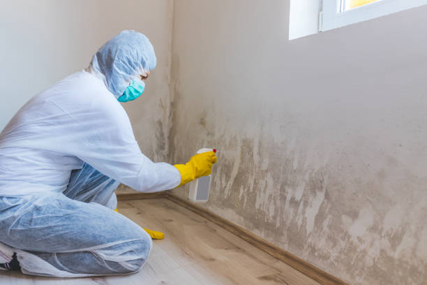 Licensed Mold Testing service in Oreland, PA - WQB Mold Removal